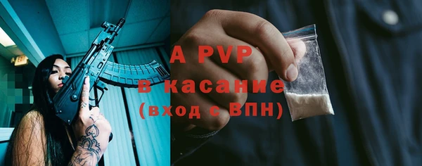 сатива Новозыбков